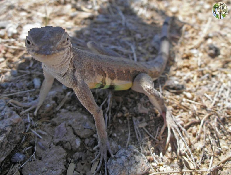 Callisaurus draconoides, zebra-tailed lizard