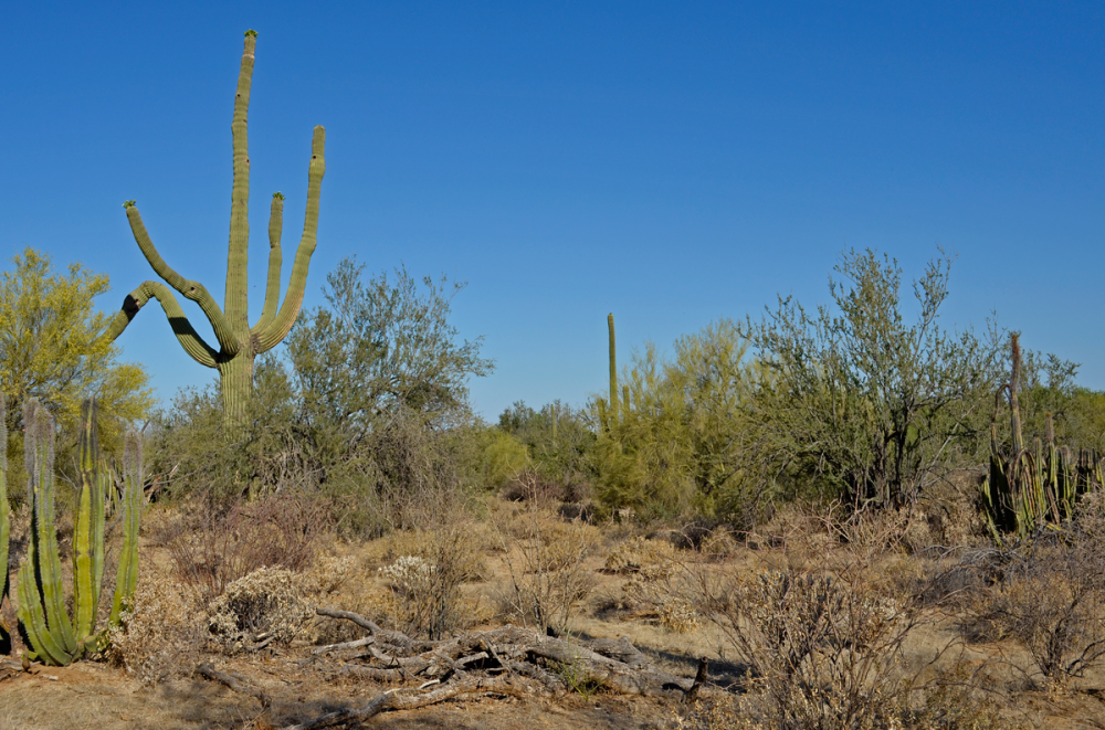 Sonoran Desert - Arizona Uplands Subdivision