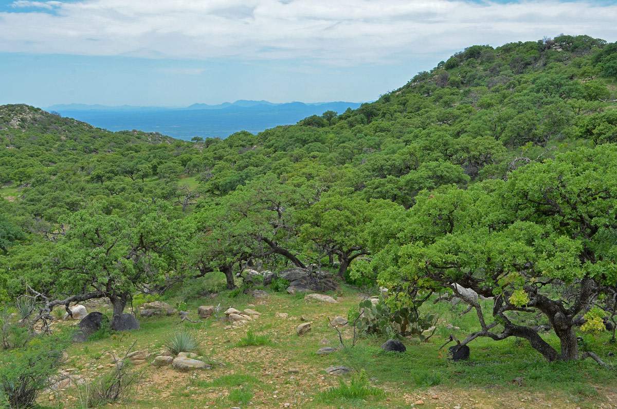 Madrean Oak Woodland, Sierra Mazatán (Huerfana)