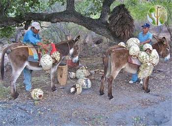 Kiko and Angel bring the piñas to the maya. Burros haul the piñas or cabezas from the monte.