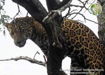 Jaguar in Arizona, Nov. 2011 (©Chasin Tail Guide Service)
