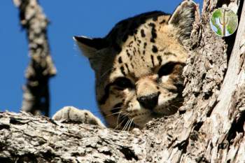 Ocelot in the Huachuca Mountains Ocelot in the Huachuca Mountains