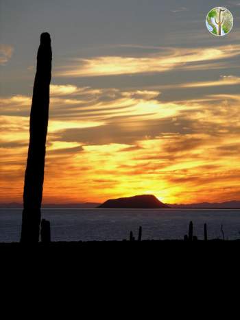 Seri Coast sunset and cardon Seri Coast sunset and cardon