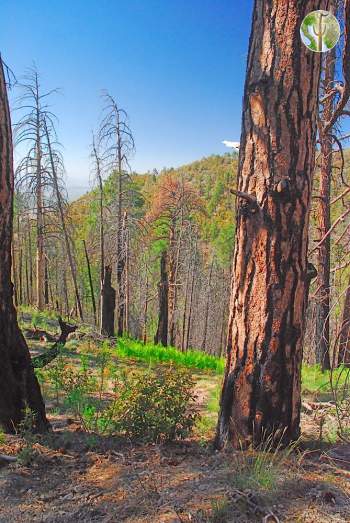 Fire scared pine tree in Santa Ritas