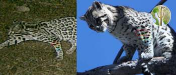 Ocelot photo comparison from the Huachuca Mountains, AZ