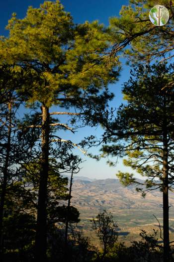 Pines and view in the Sierra Pinito