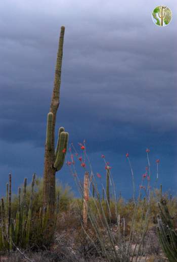 Saguaro and storm, western Sonora