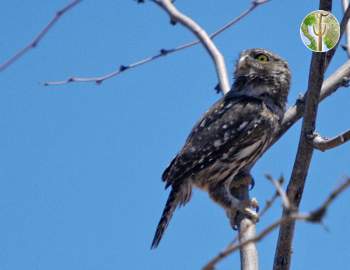 cactus ferruginous pygmy-owl (Glaucidium ridgwayi cactorum) 