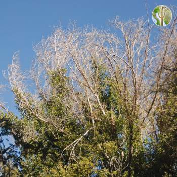 Frost killed foliage on Ficus, Rio Aros/Yaqui