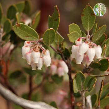 Gaan Canyon (Devil's Canyon), Arctostaphylos pungens, flowering