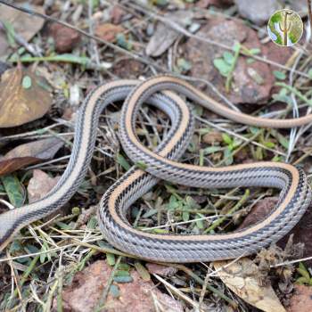 Western patch-nosed snake, Salvadora hexalepis