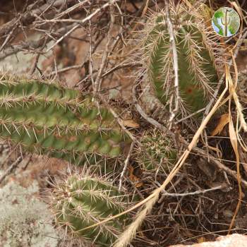 Echinocereus triglochidiatus var. arizonicus (Arizona Hedgehog)