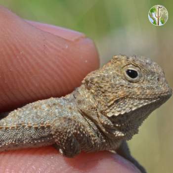 Young Phrynosoma ditmarsi - side of face