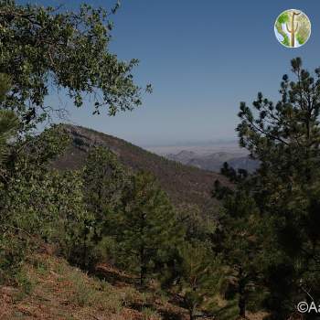 Sierra de los Ajos Sierra de los Ajos