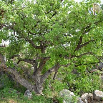 Quercus chihuahensis dominate the mountain