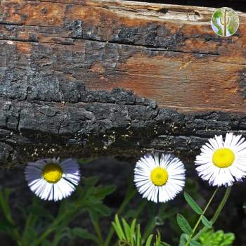Aster and burnt log
