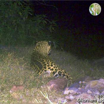 Jaguar on Northern Jaguar Reserve