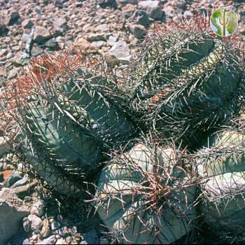 Echinocactus horizonthalonius var. nicholii