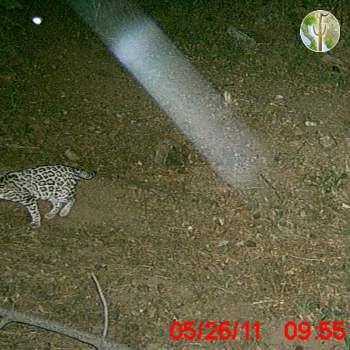Photo of an Ocelot in the Huachuca Mountains - May 2011