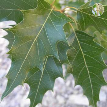 Quercus albocincta leaves