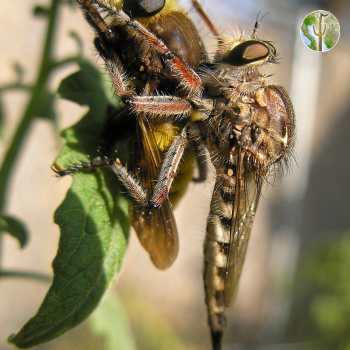 Robber fly eating another fly