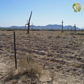 Tilling and blading of Sonoran Desert for buffelgrass