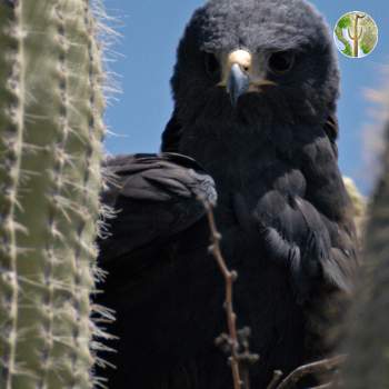 Zone-tailed hawk on nest in saguaro