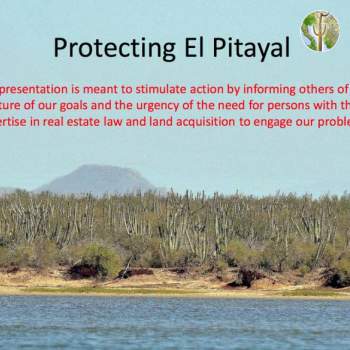 Protecting El Pitayal, conserving coastal thorn-scrub in Sonora.