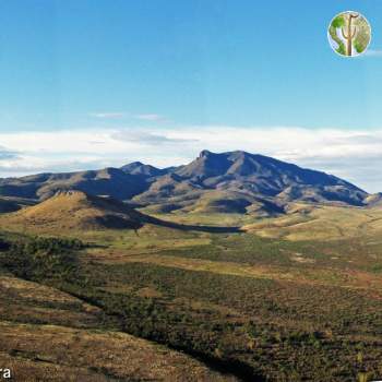 Animas Mountains Animas Mountains