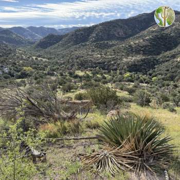 Peloncillo Mountains Peloncillo Mountains