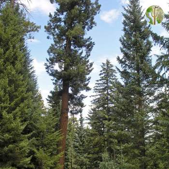 Pinaleño Mountains, Mount Graham Pinaleño Mountains, Mount Graham