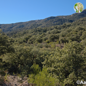 Sierra Aconchi Sierra Aconchi