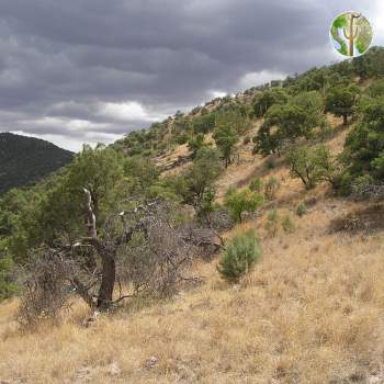 Sierra Chivato Sierra Chivato