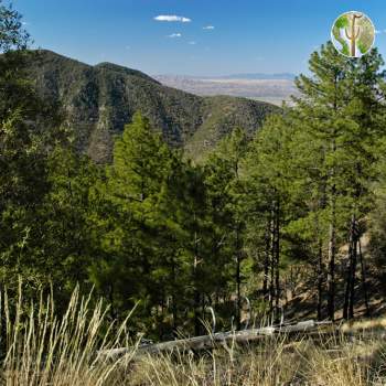 Sierra Pinito Sierra Pinito