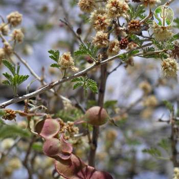 Acacia occidentalis pods and flowers