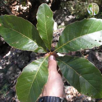 Quercus tuberculata leaves