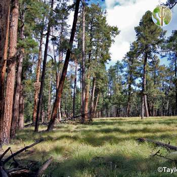 Healthy ponderosa pine forest vegetation community (©Taylor McKinnon)