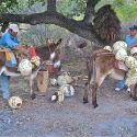 Burros haul the piñas or cabezas from the monte.