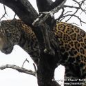 Jaguar in Arizona, Nov. 2011 (©Chasin Tail Guide Service)