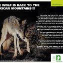 Mexican Grey Wolves released in Sonora