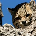 Ocelot in the Huachuca Mountains
