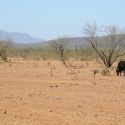 Overgrazed land with cow in Lower Colorado River Valley Sonoran Desert