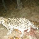 3rd image of the resident ocelot in the Huachuca Mountains