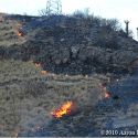 Buffelgrass fire - converting Sonoran Desert to buffelgrass monoculture