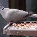 Eurasian Collared Dove