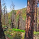 Fire scared pine tree in Santa Ritas
