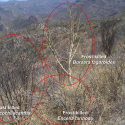 Frost killed thornscrub species