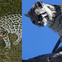 Ocelot photo comparison from the Huachuca Mountains, AZ