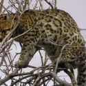 Ocelot in Huachuca Mountains, November 2012