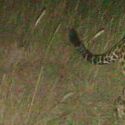Jaguar tail, southeast Arizona, 2012